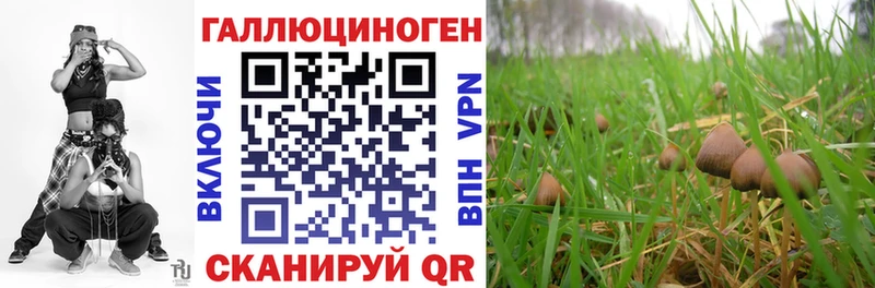 Купить  Верещагино  Псилоцибиновые грибы MAGIC MUSHROOMS 